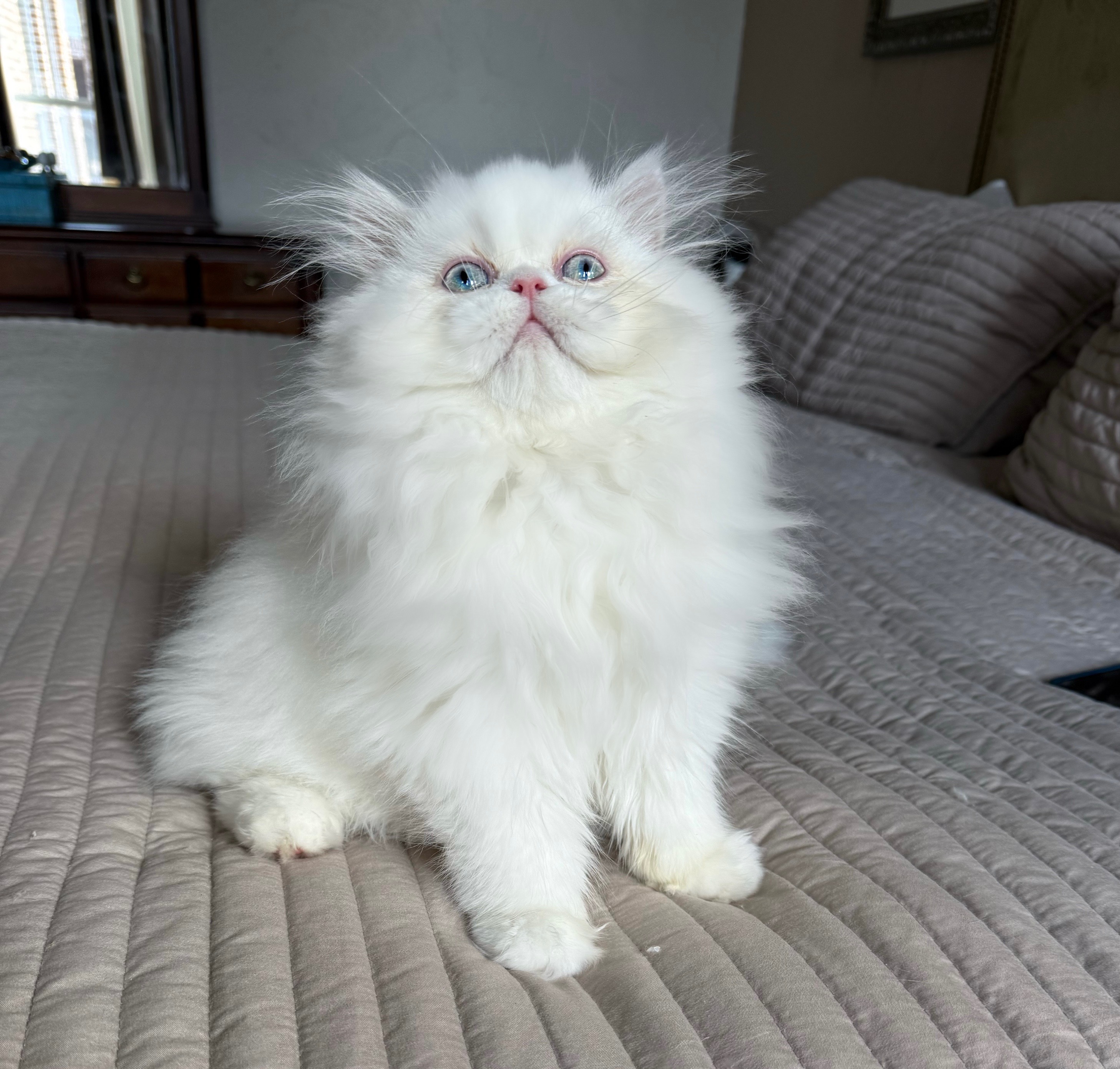 White Persian kitten with blue eyes on bed