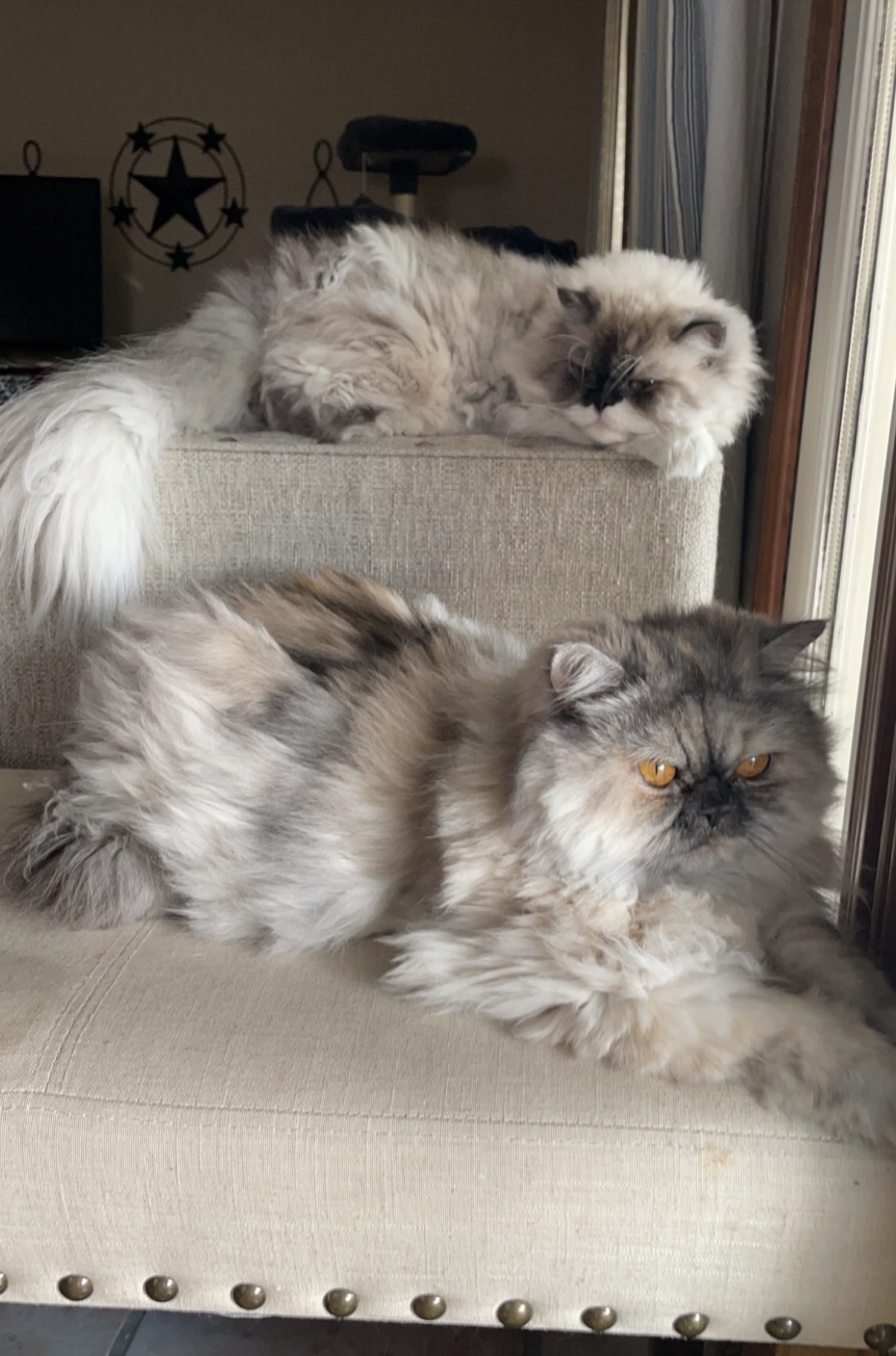 Two Persians lounging on chair together