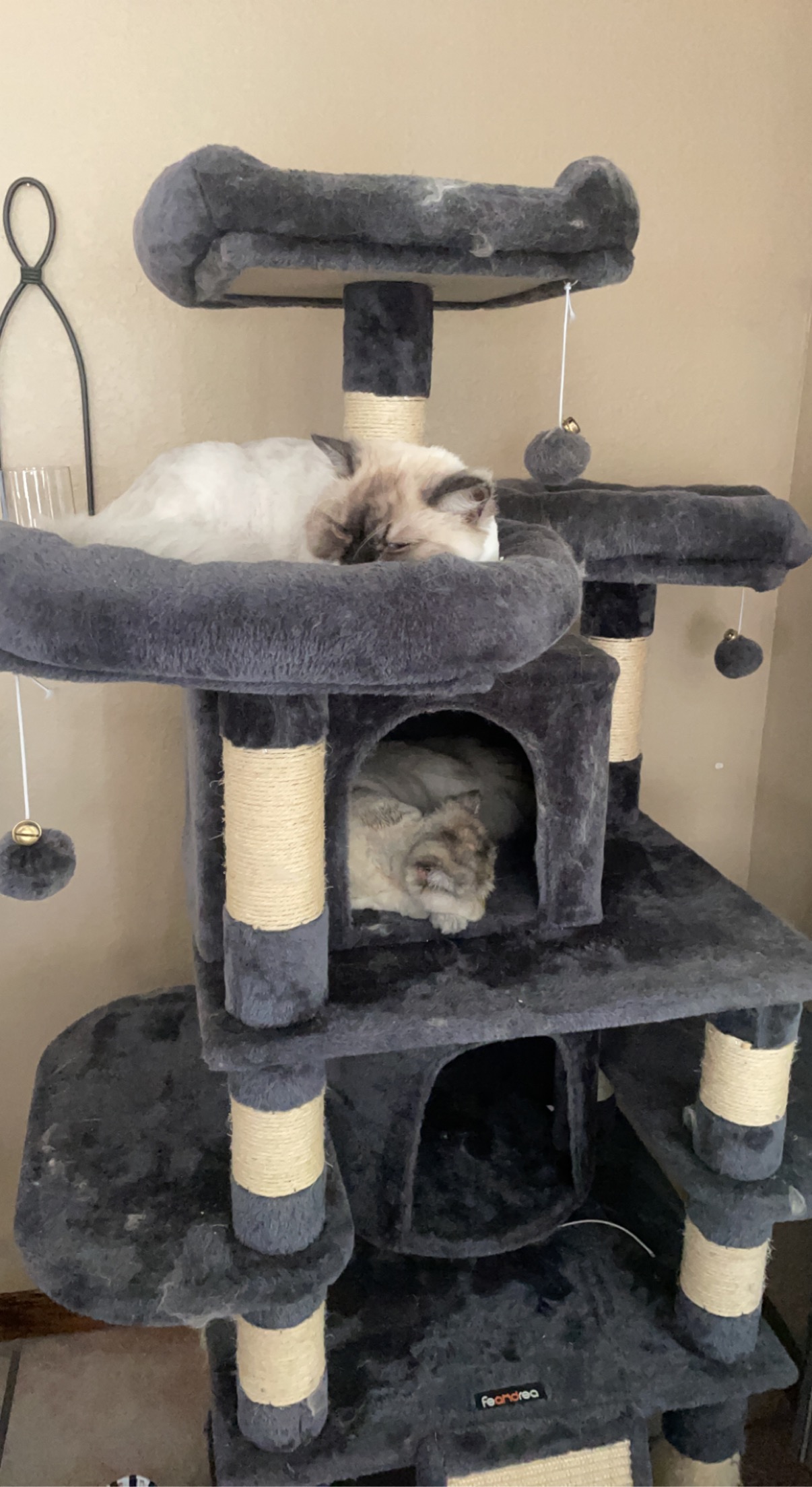 Two Persians sleeping on cat tree
