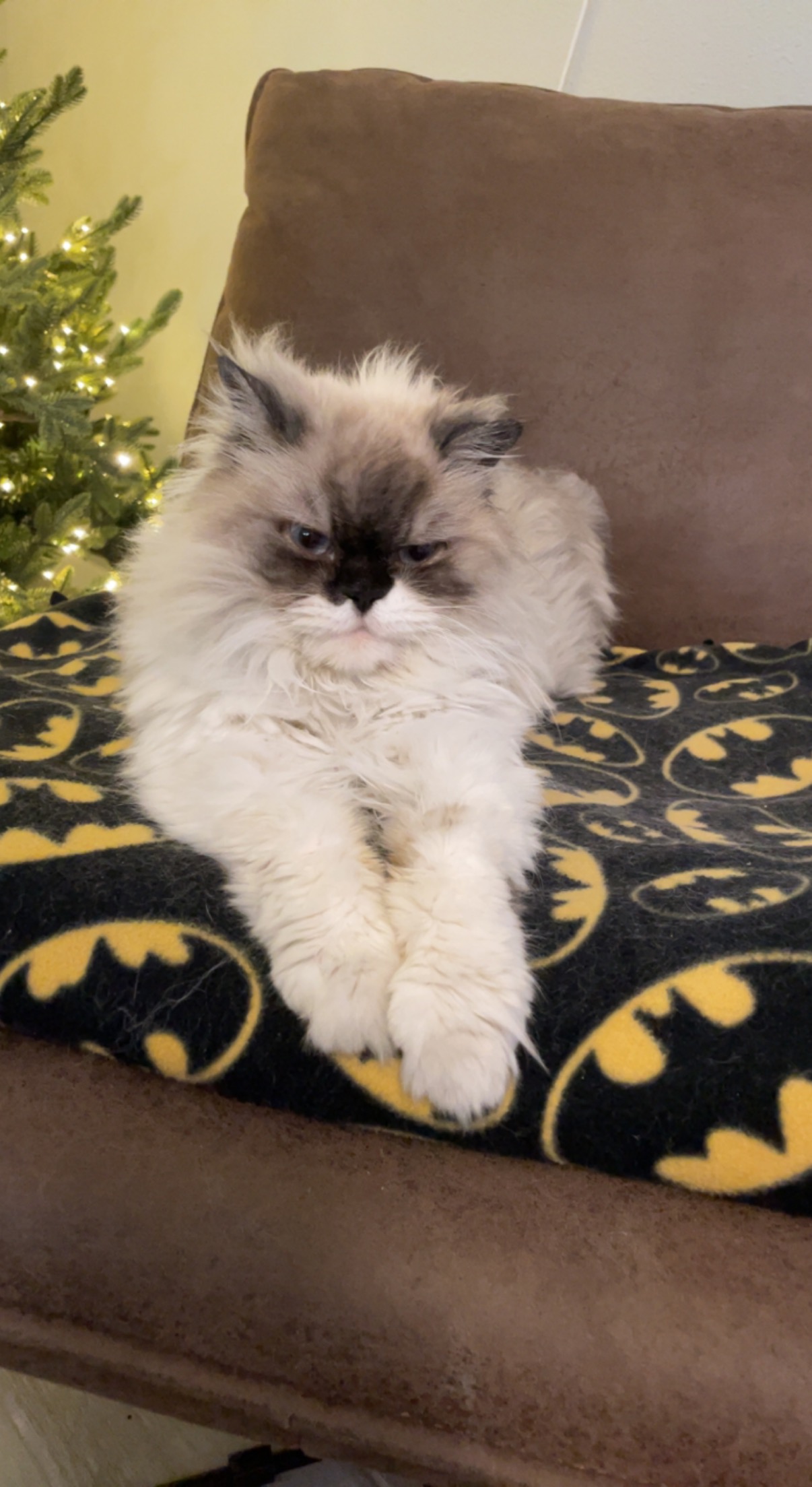 Persian on Batman blanket by Christmas tree
