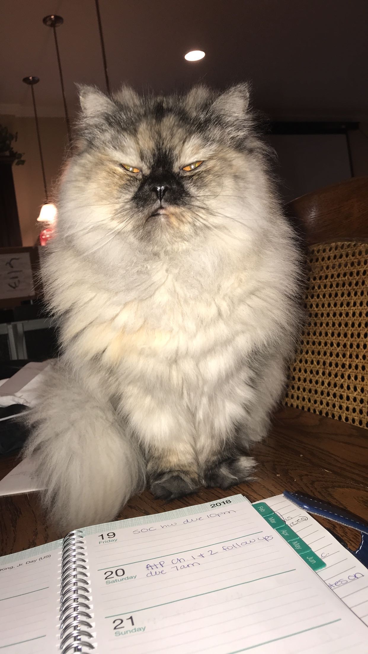 Persian sitting at table over planner