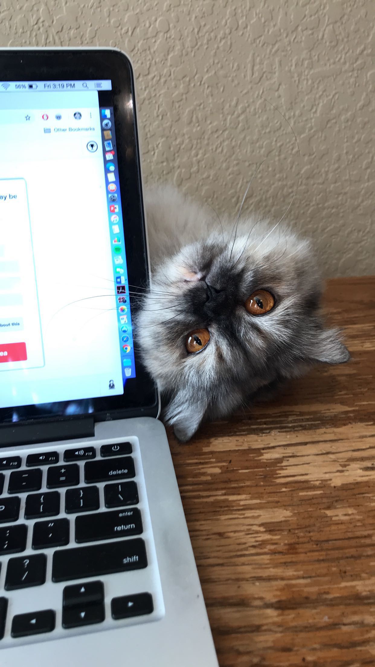 Persian peeking over laptop