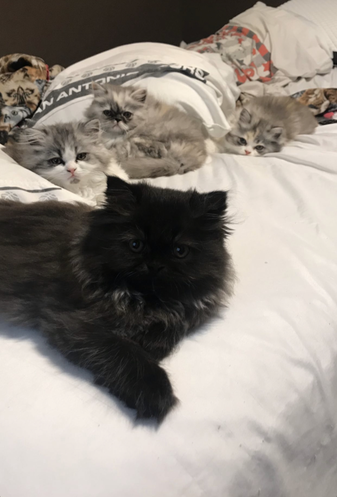 Black and silver kittens on bed