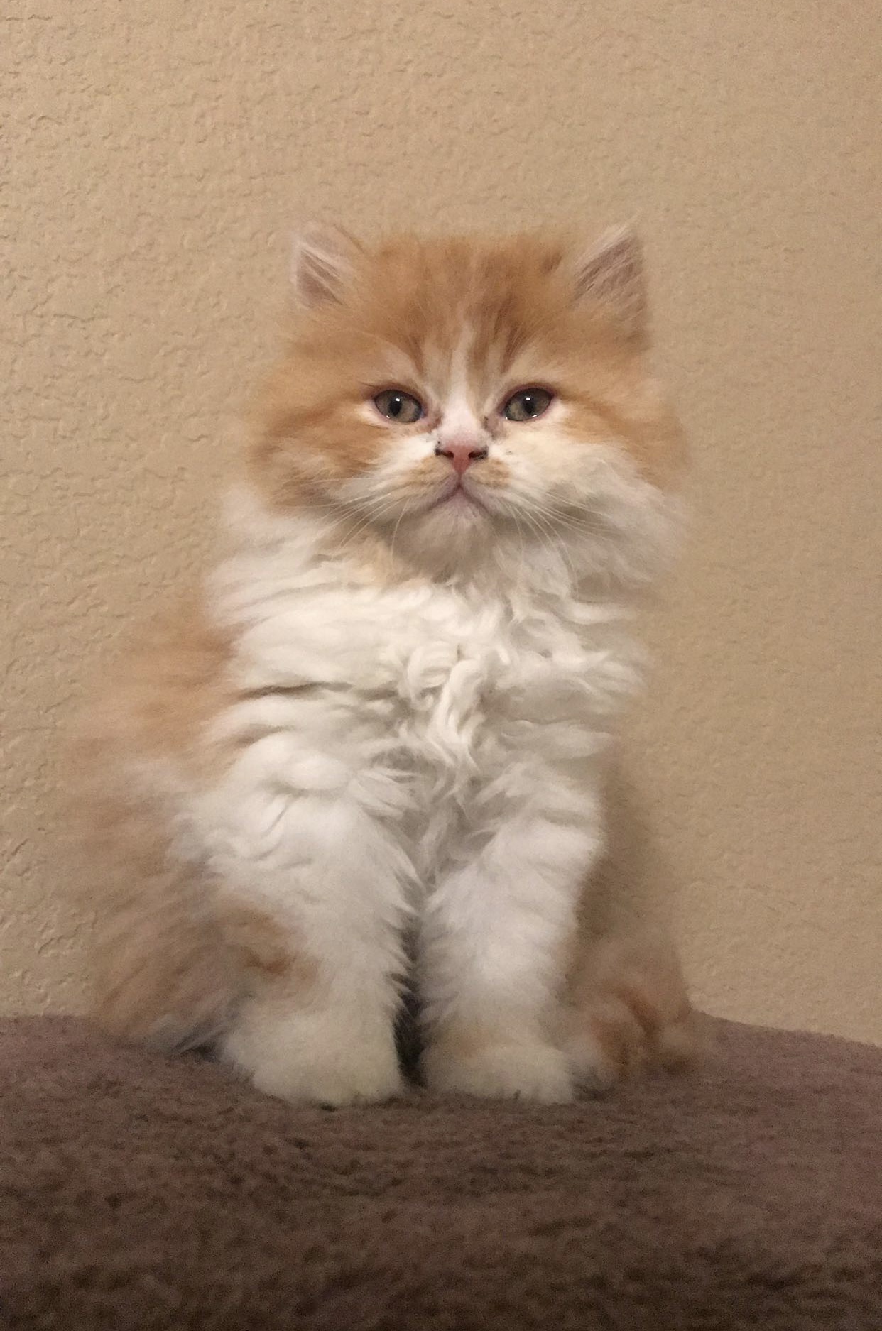 Golden cream Persian kitten portrait