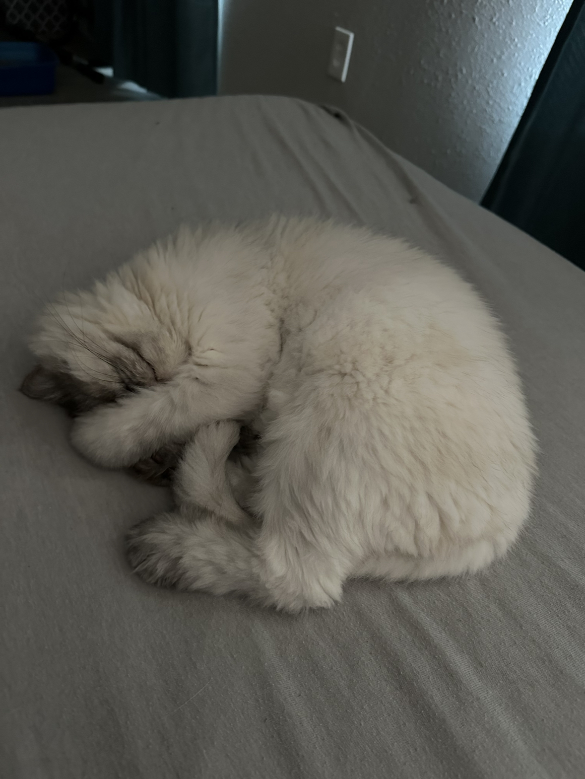White Persian curled into a perfect ball