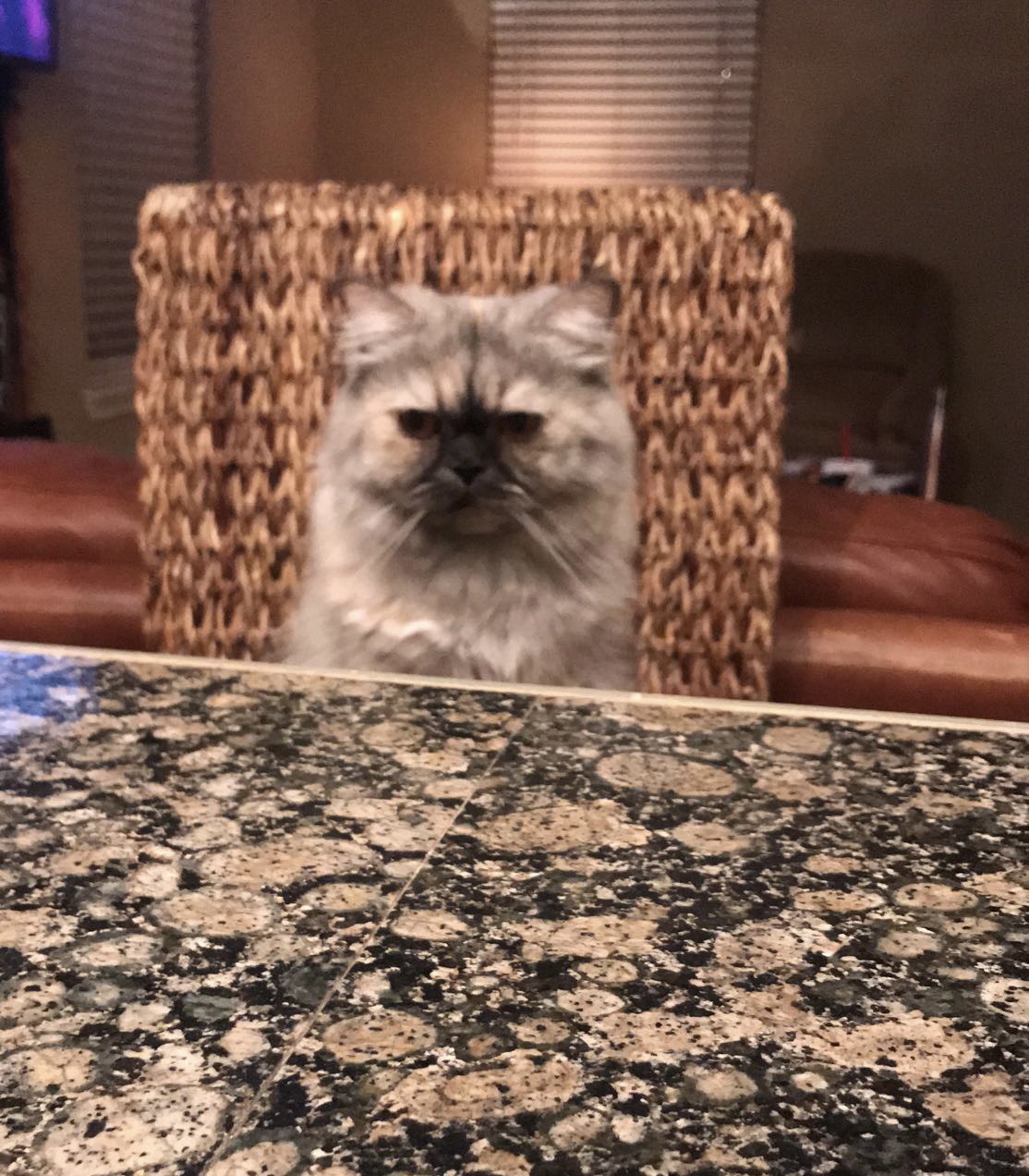 Persian peeking through wicker chair