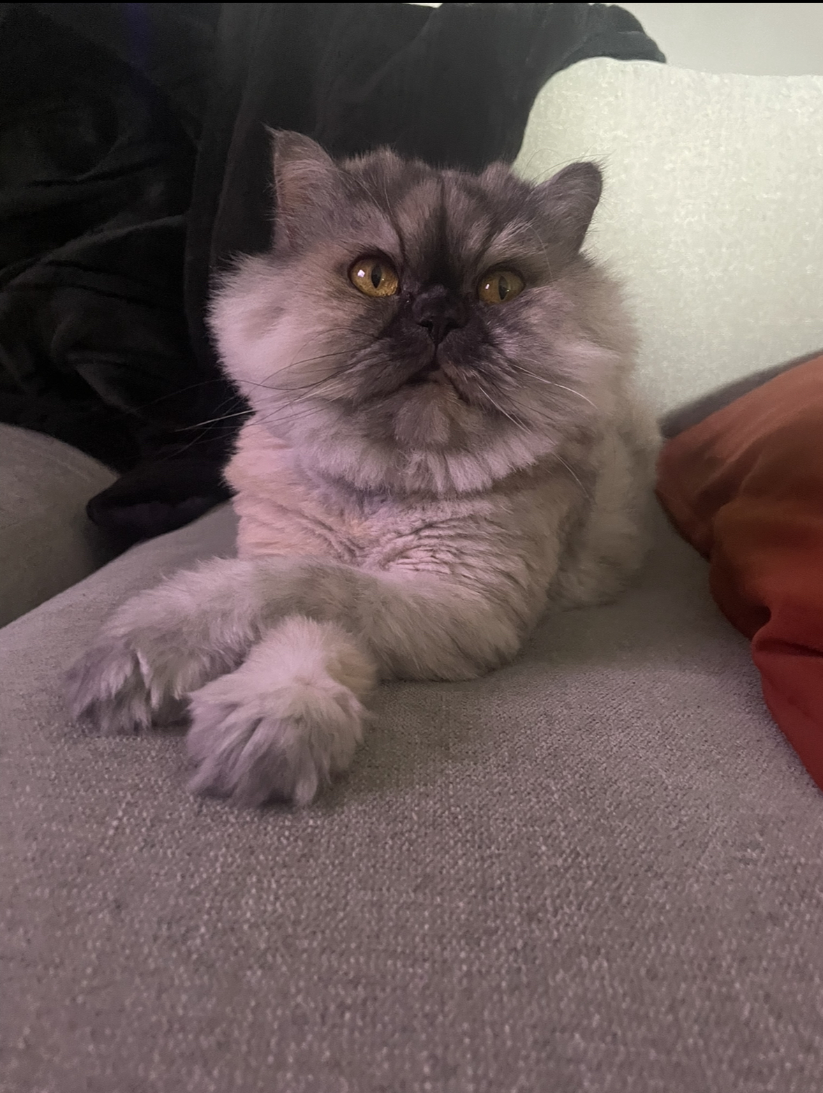 Blue Persian lounging on couch with paws crossed