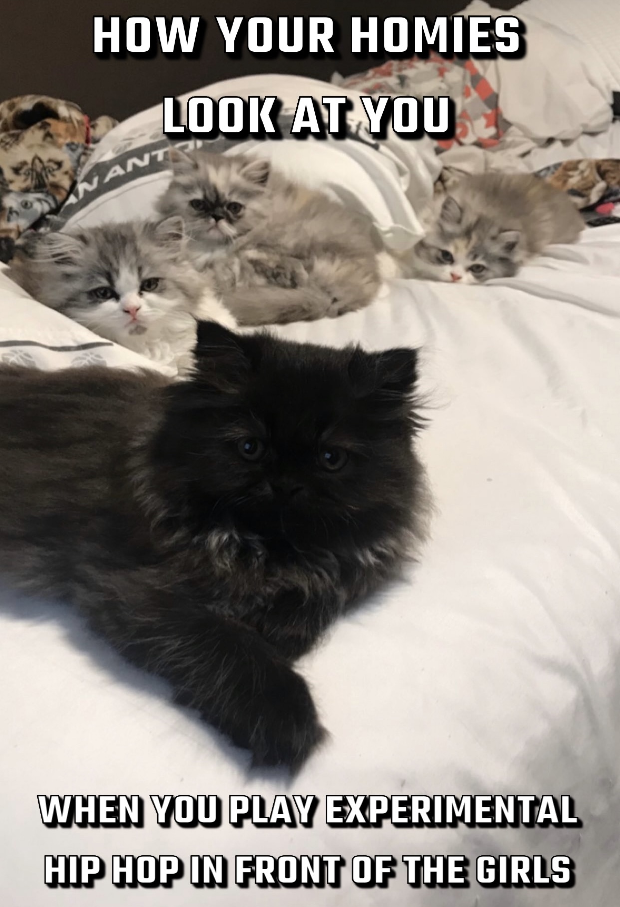 Black kitten on bed with silver kittens behind