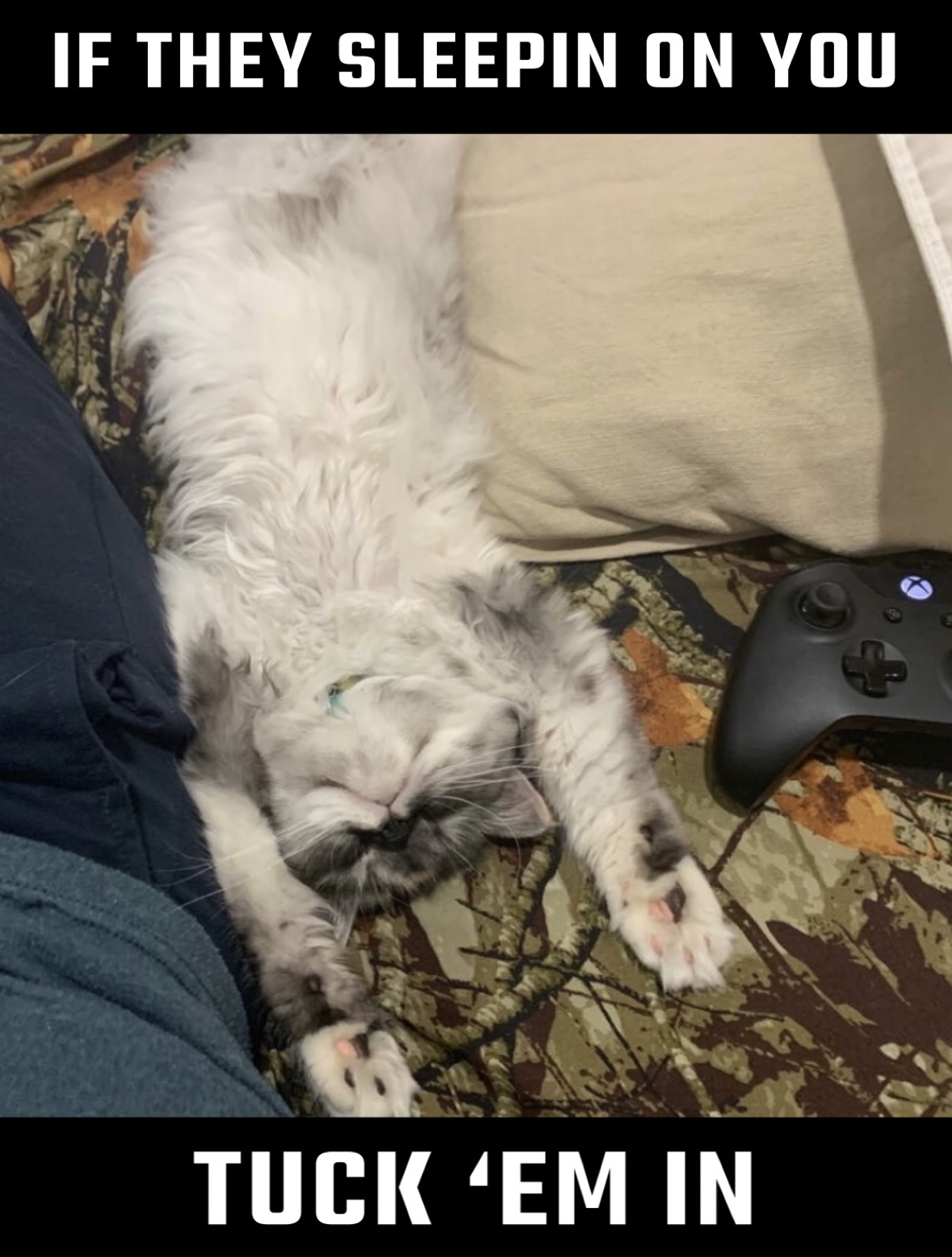 White Persian sleeping next to Xbox controller