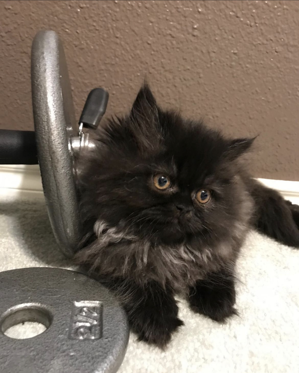Black Persian kitten next to dumbbell