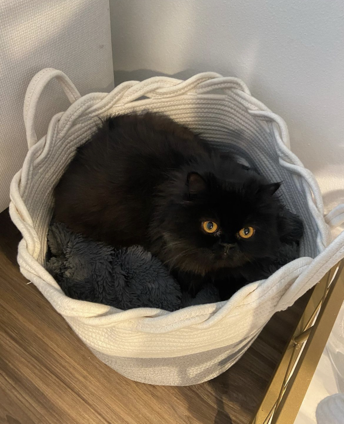 Black Persian hiding in laundry basket