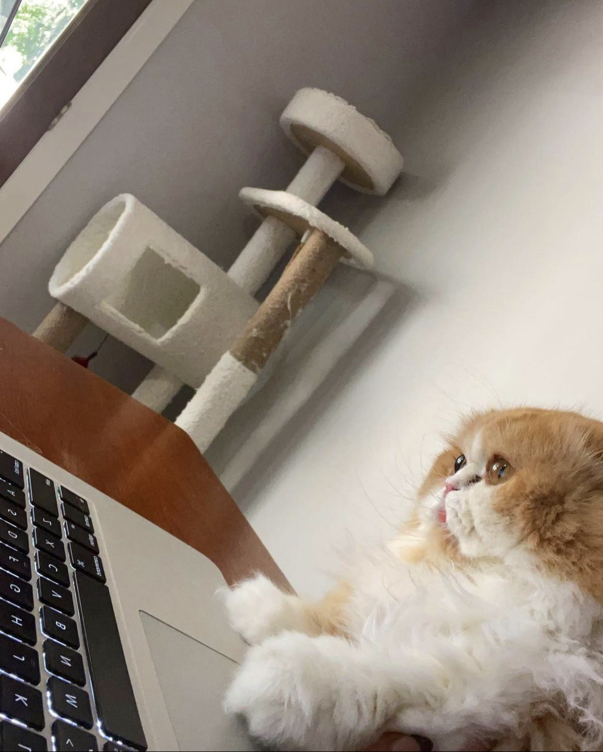 Golden Persian staring at laptop screen