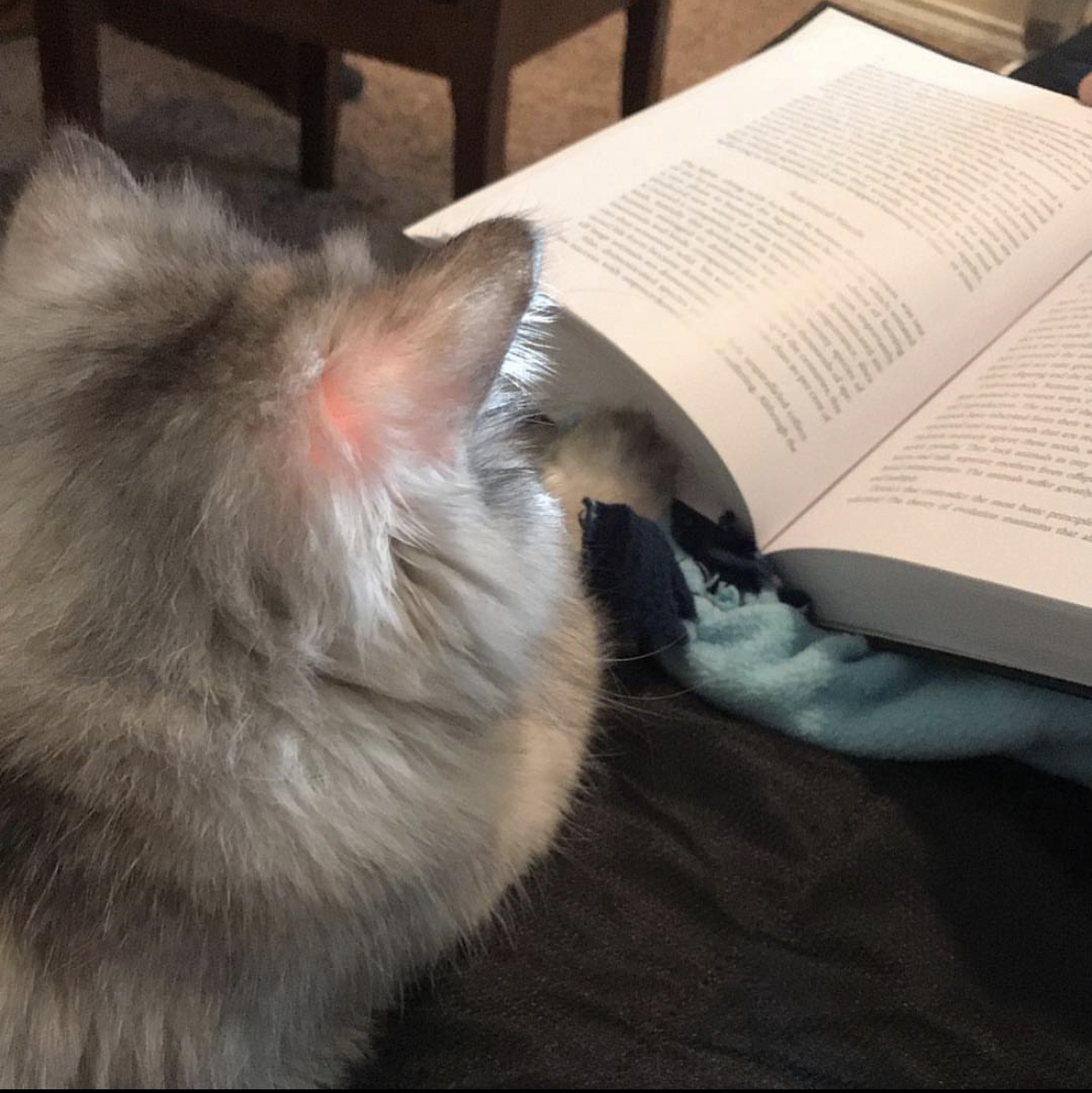 Persian reading a book, slightly different angle