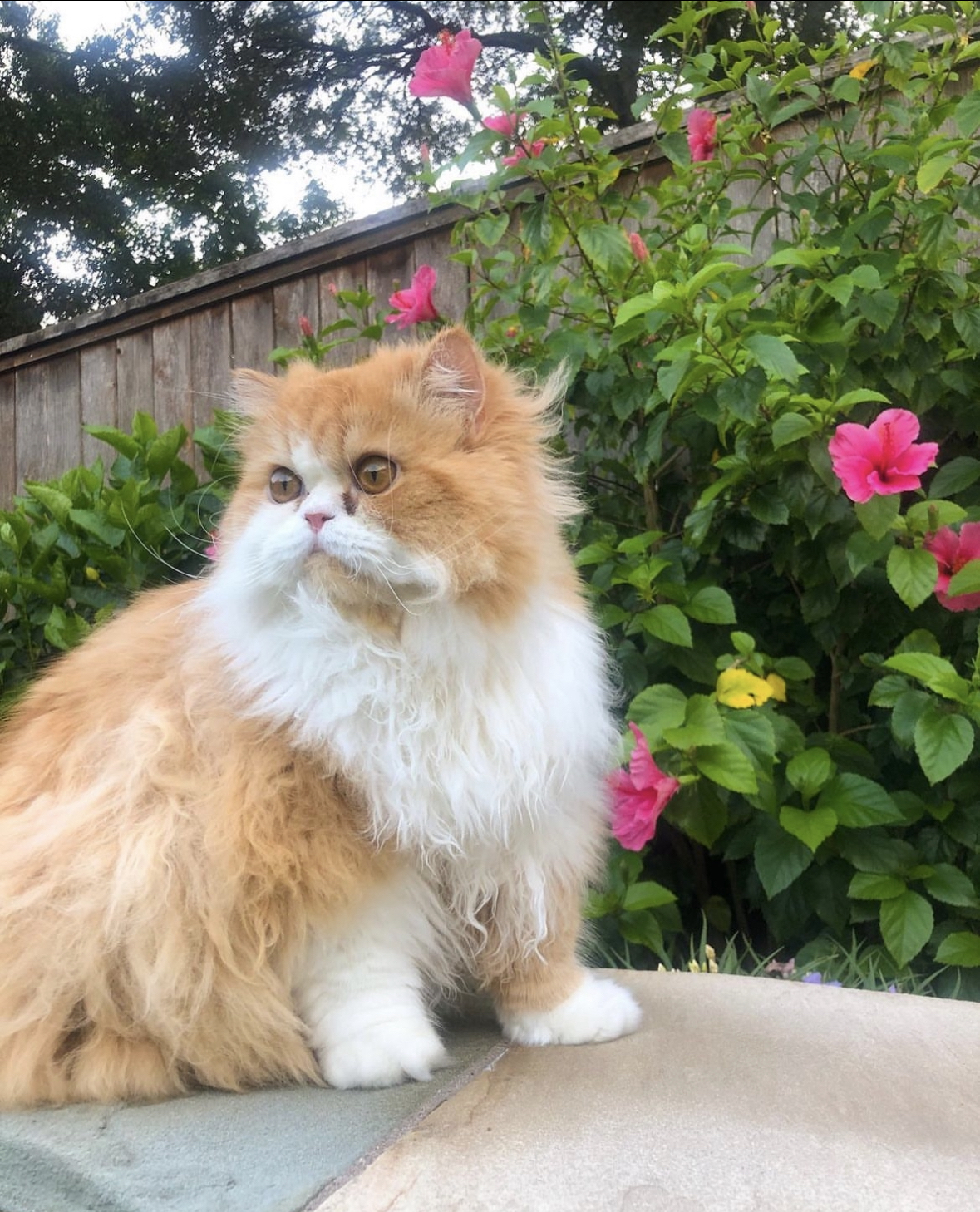 Golden Persian in garden with flowers