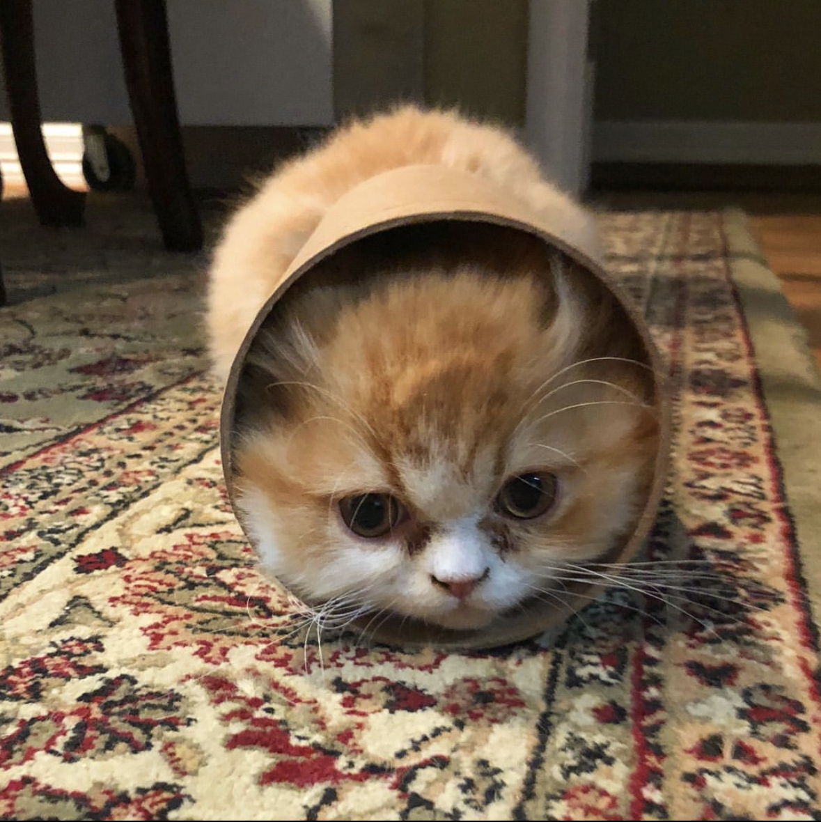 Golden kitten inside a cardboard tube