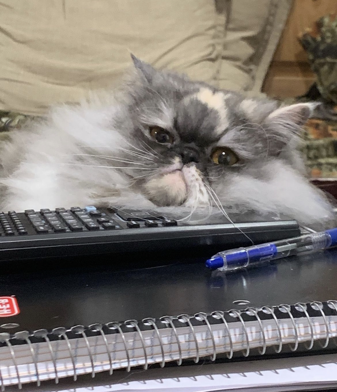 Persian lying on keyboard and notebooks