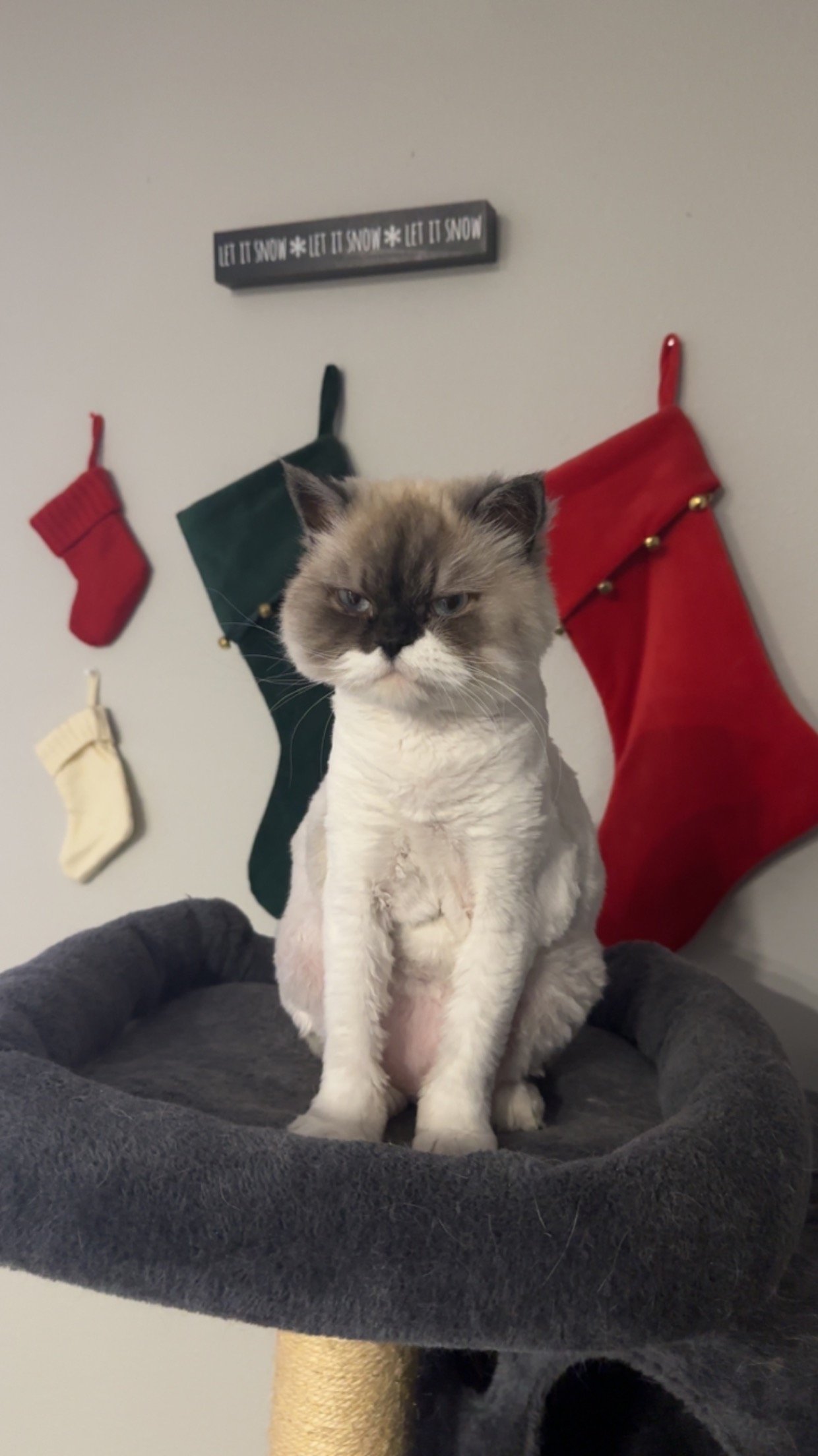 Persian with fresh lion cut by Christmas stockings