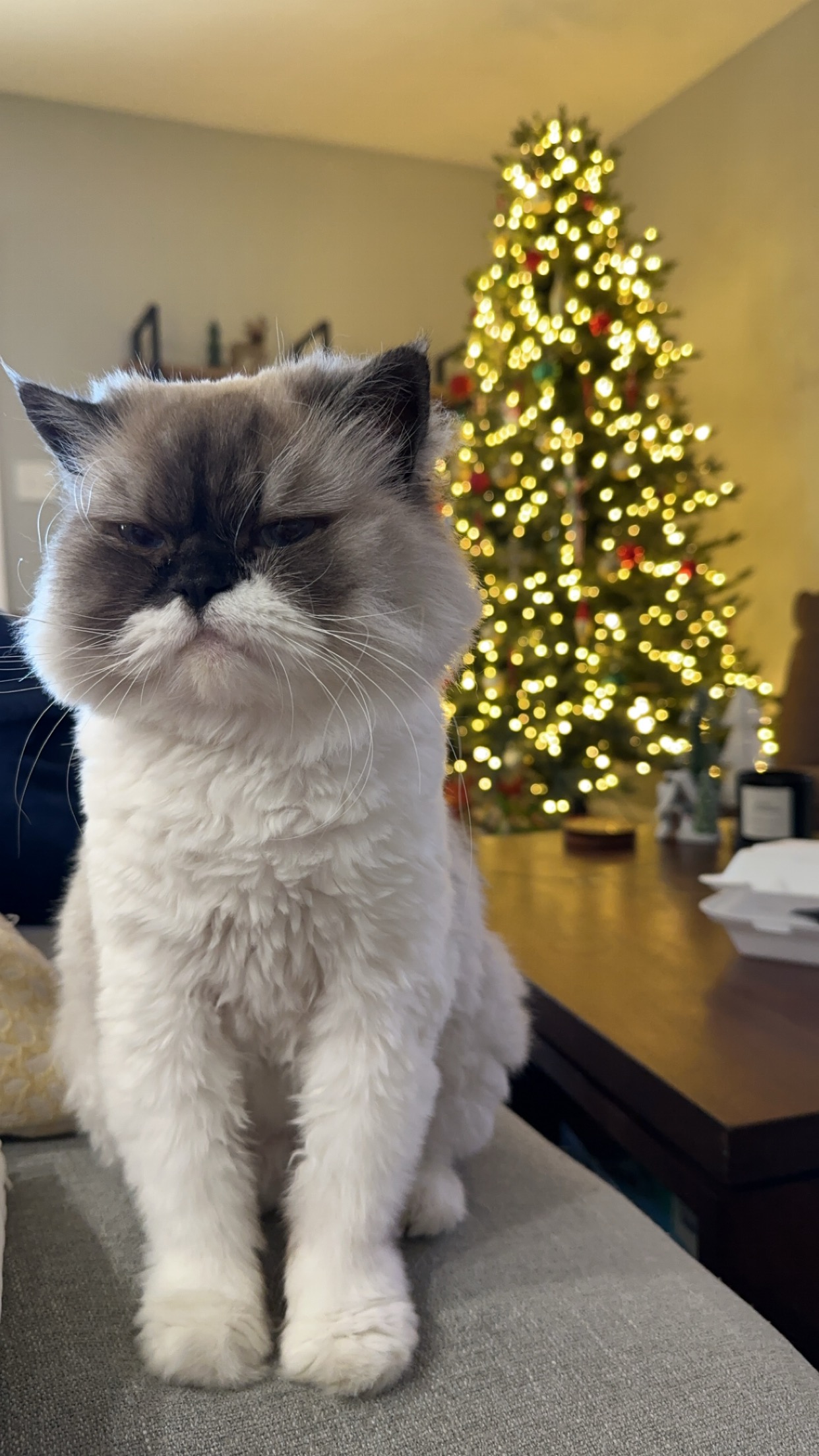Persian sitting by Christmas tree looking grumpy