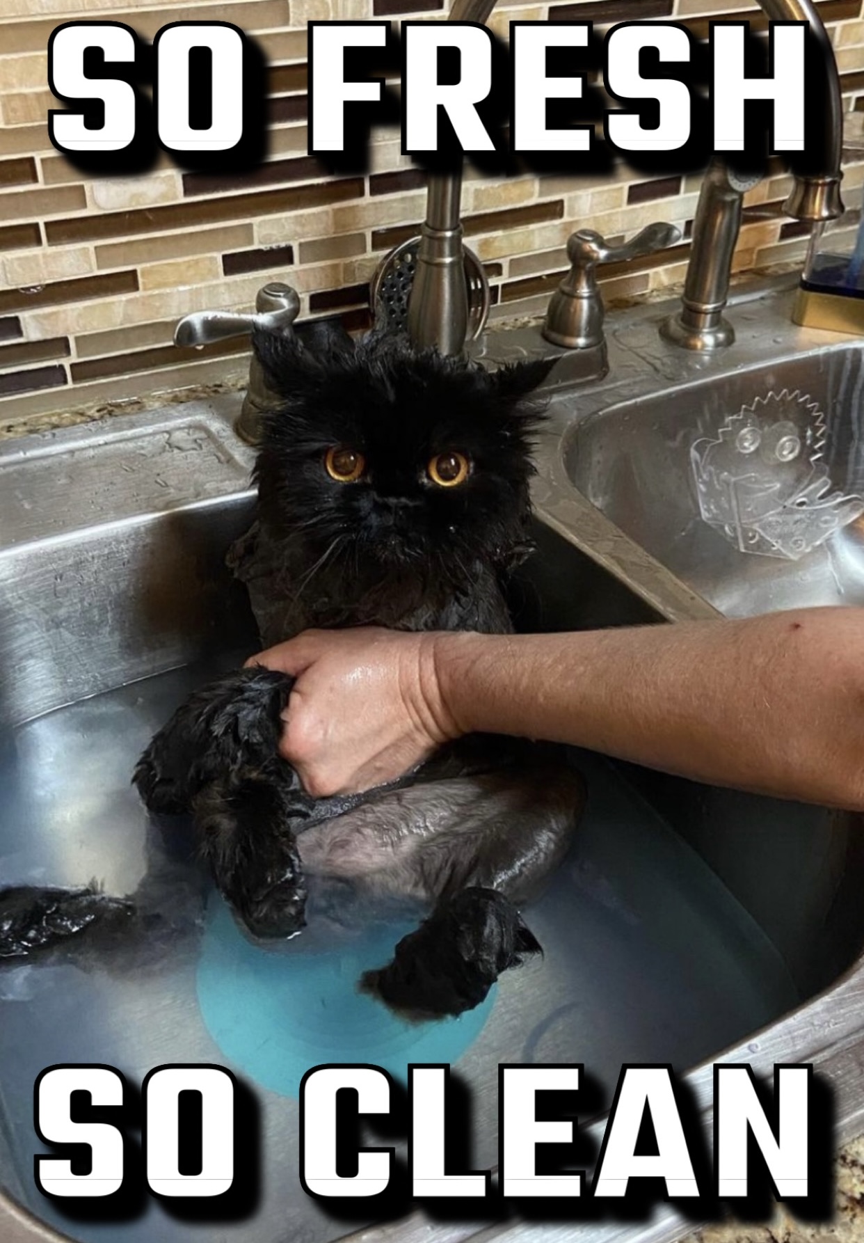 Black Persian getting a sink bath