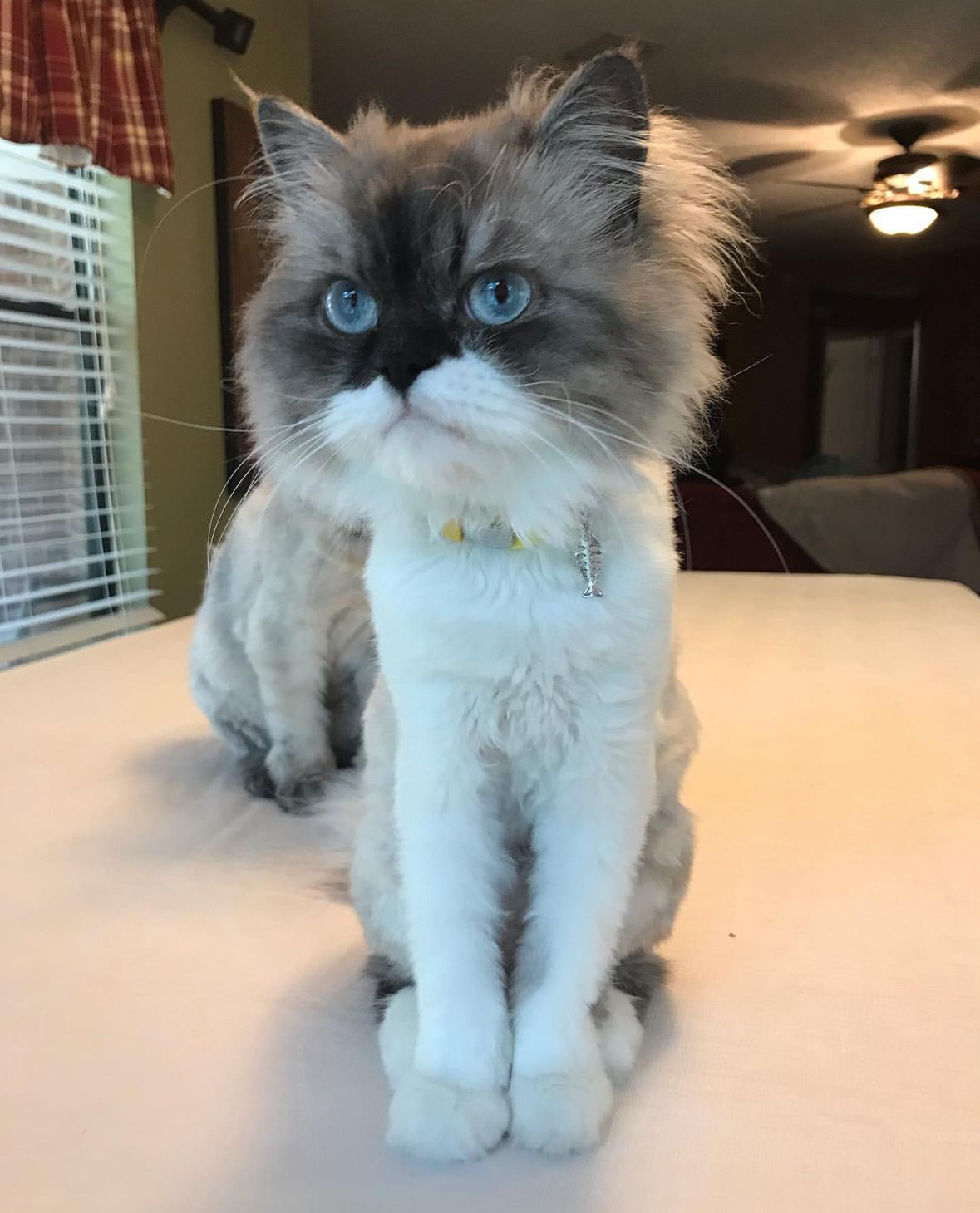 Persian with blue eyes and fresh lion cut