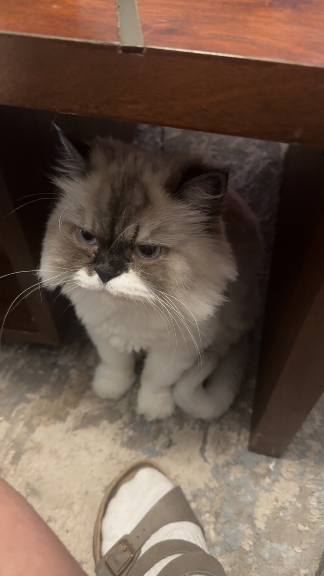 Persian hiding under desk looking grumpy