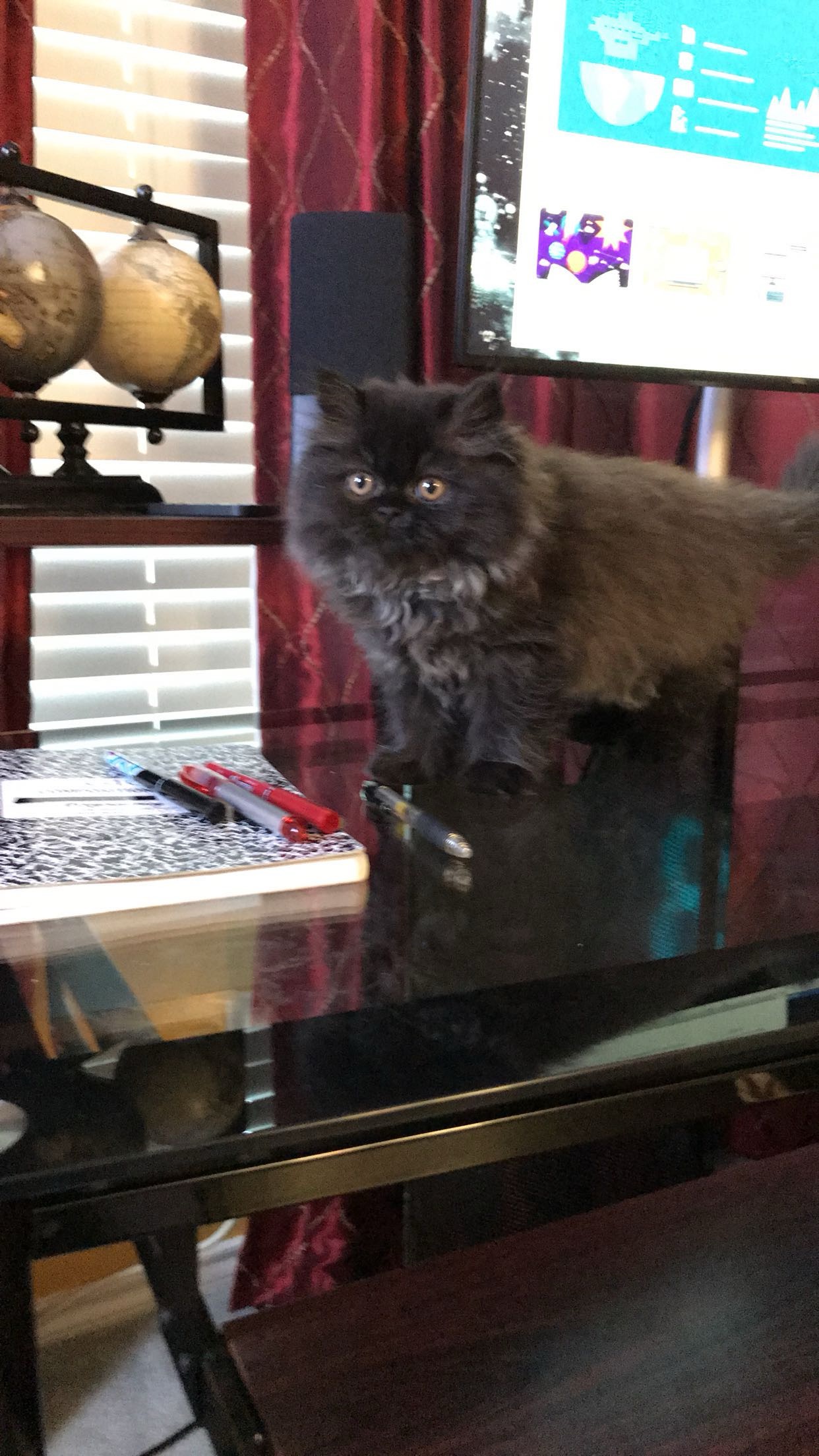 Black Persian kitten on glass desk by monitor