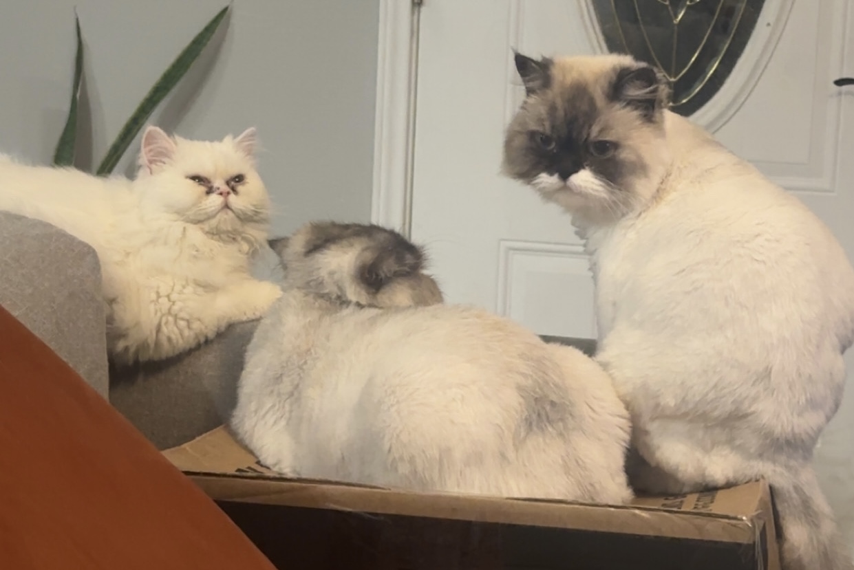 Three Persians crammed on a cardboard box