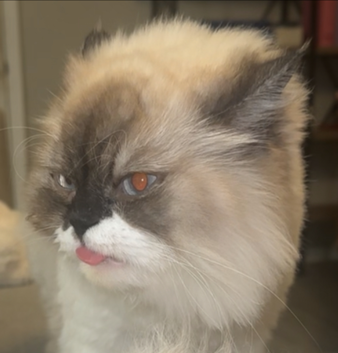 Close-up Persian with tongue out and odd eyes